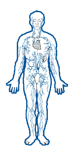 lymph system diagram